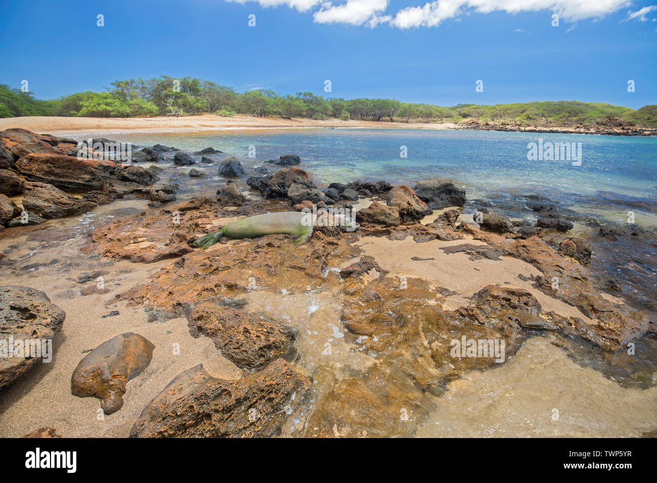 Questo Hawaiian foca monaca, Monachus schauinslandi, (endemiche e in via di estinzione) è in appoggio off Kapukahehu spiaggia su Molokai di West End, Hawaii, Stati Uniti Foto Stock