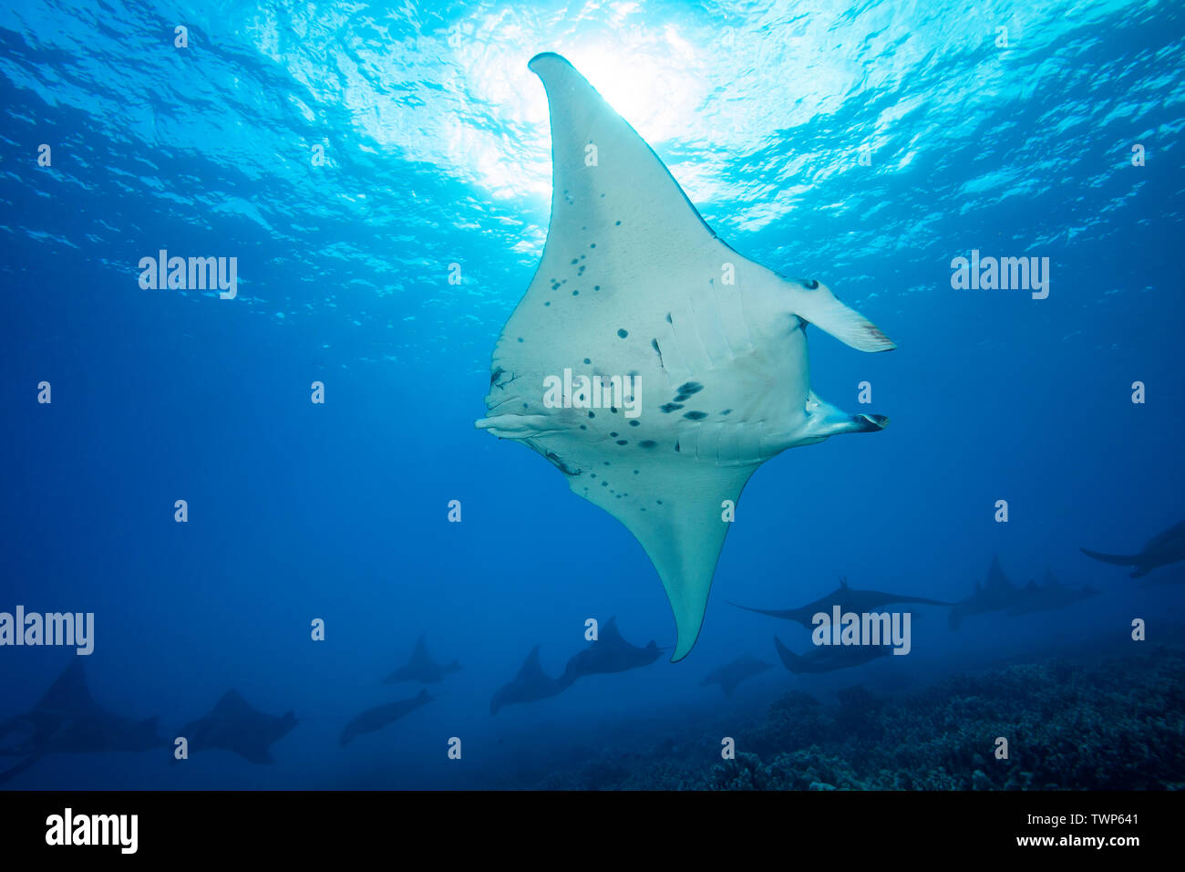 Reef mante, Manta alfredi, crociera su fondali bassi off Ukumehame in una stazione di accoppiamento, Maui, Hawaii. Il maschio in primo piano è mancante è ta Foto Stock