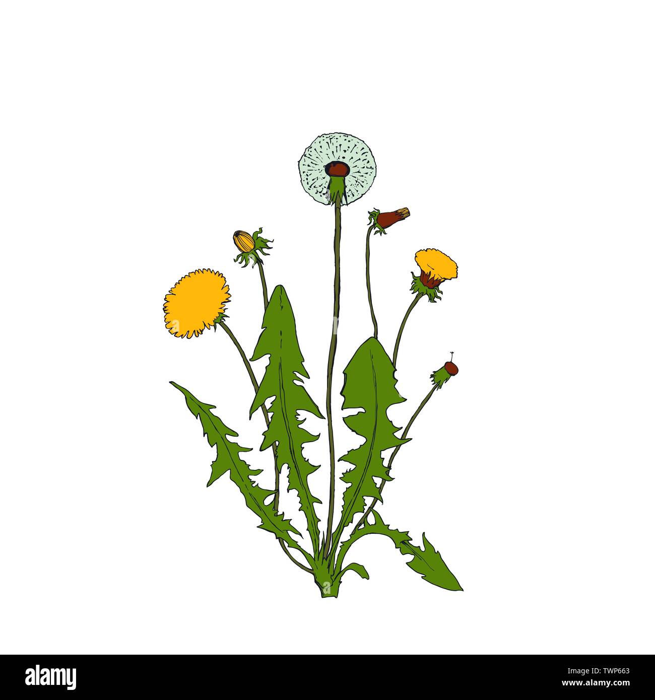 Dente di leone illustrazione botanica isolata, pianta disegnata a mano Illustrazione Vettoriale