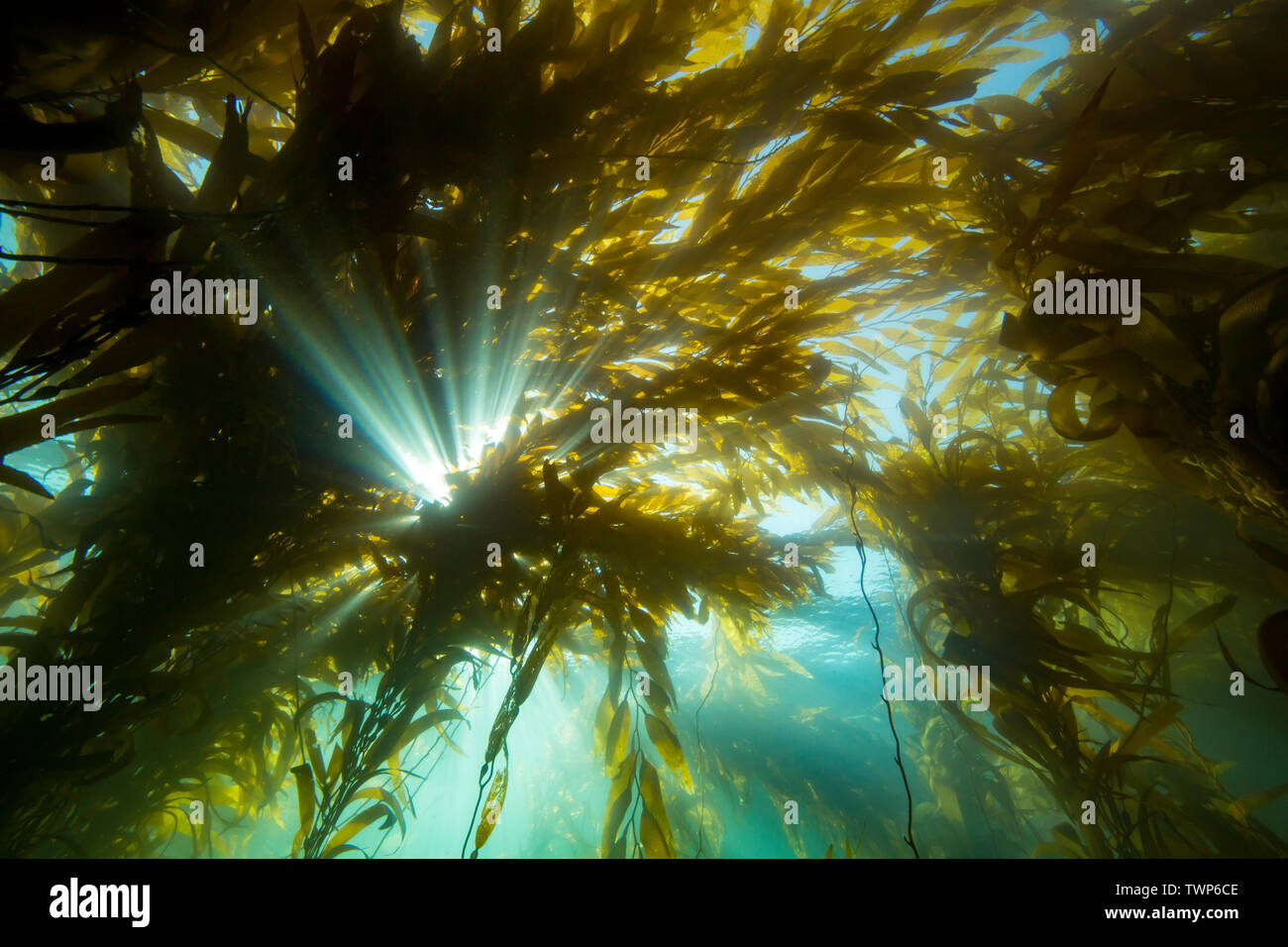 La luce del sole lo streaming attraverso una foresta di kelp gigante, Macrocystis pyrifera, off Santa Barbara Island, California, Stati Uniti d'America. Foto Stock