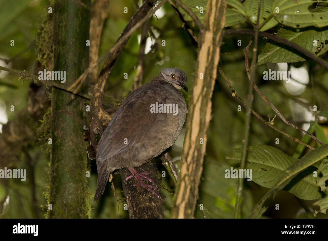 Bianco-throated quaglia-colomba in subtropicale foresta di pioggia che copre le pendici occidentali delle Ande a 2200 metri di altezza Bellavista Lodge in Ecuador. Foto Stock