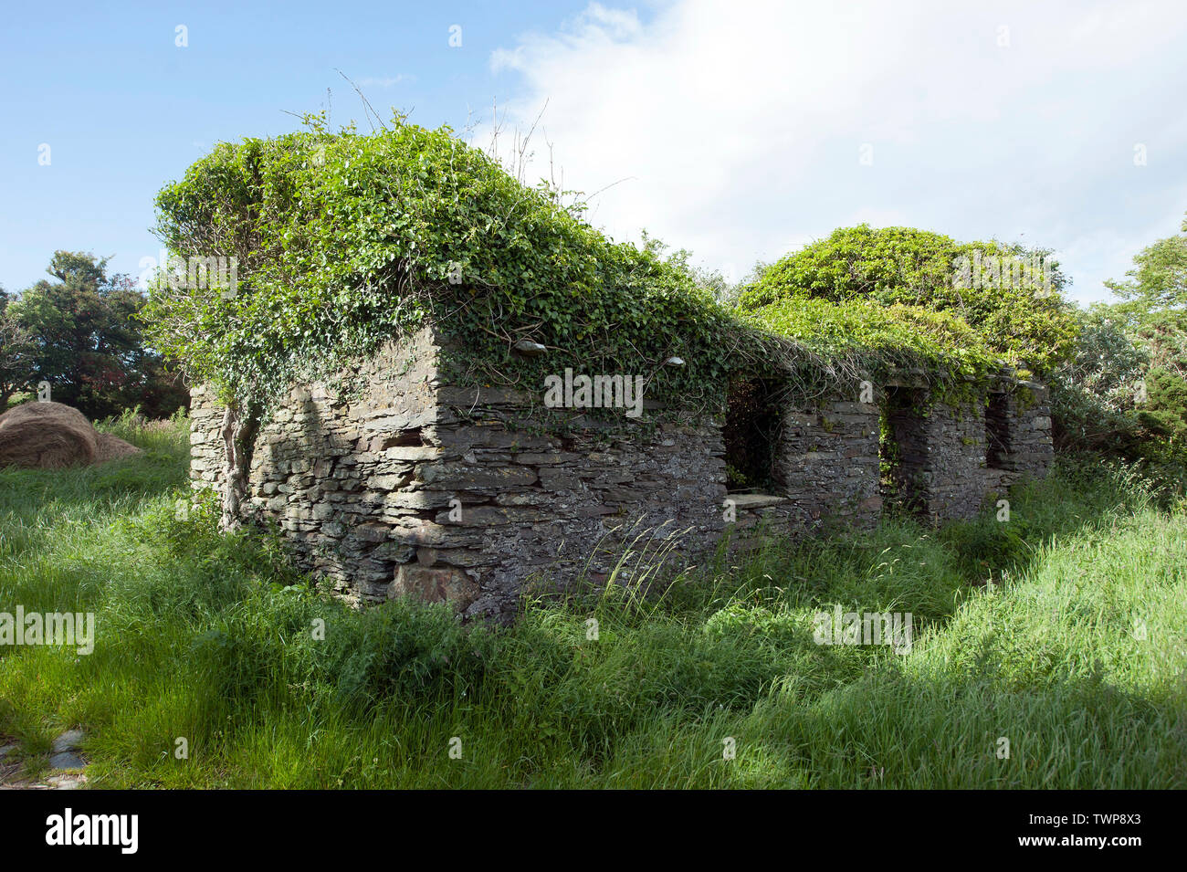 Agriturismo inghiottito dalla ivy, Nord dell' Isola di Man, Isole britanniche Foto Stock