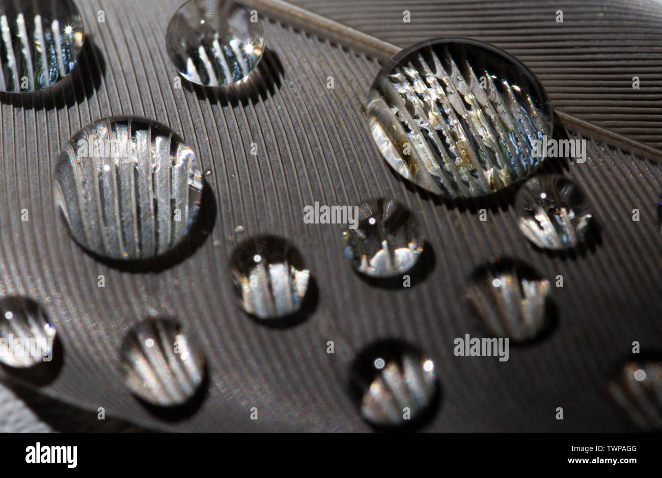 La piuma e gocce di acqua .La fotografia macro di gocce di acqua su un uccello giù. Foto Stock