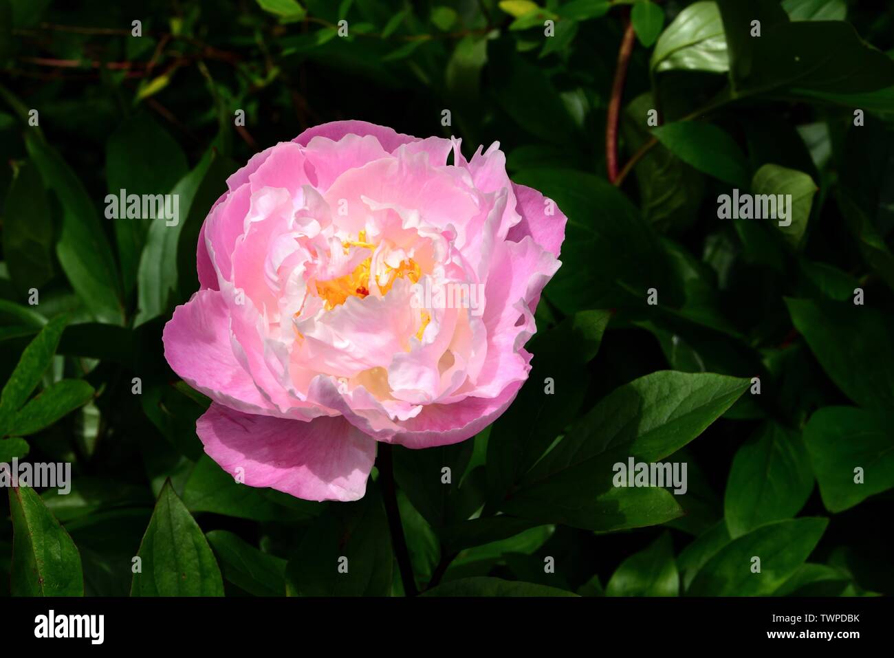 Un unico fiore di Paeonia lactiflora Kelway il supremo. Foto Stock