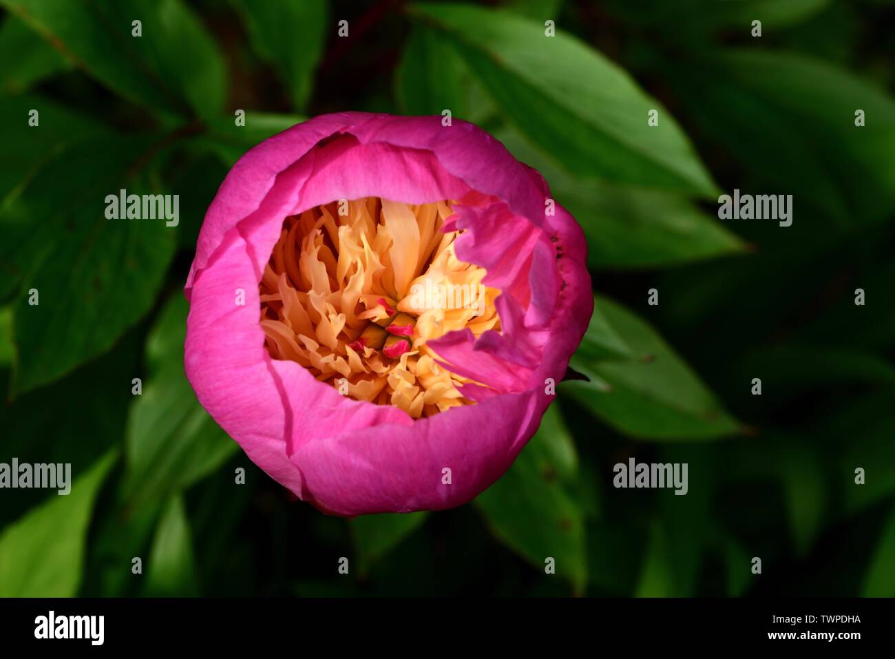Primo piano di un unico fiore di peonia ciotola di bellezza Foto Stock