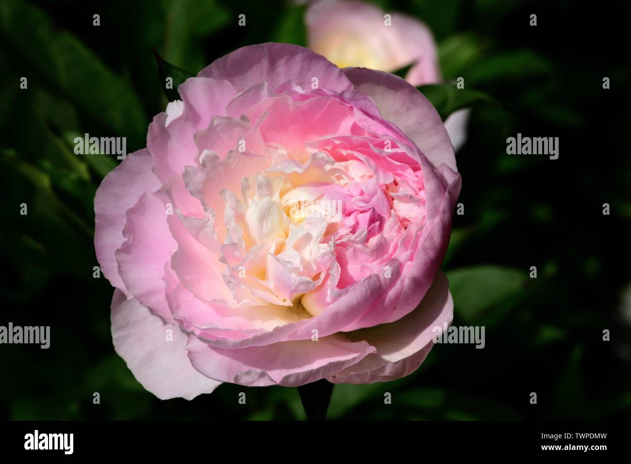 Primo piano di un unico fiore di peonia Shirley Temple. Foto Stock