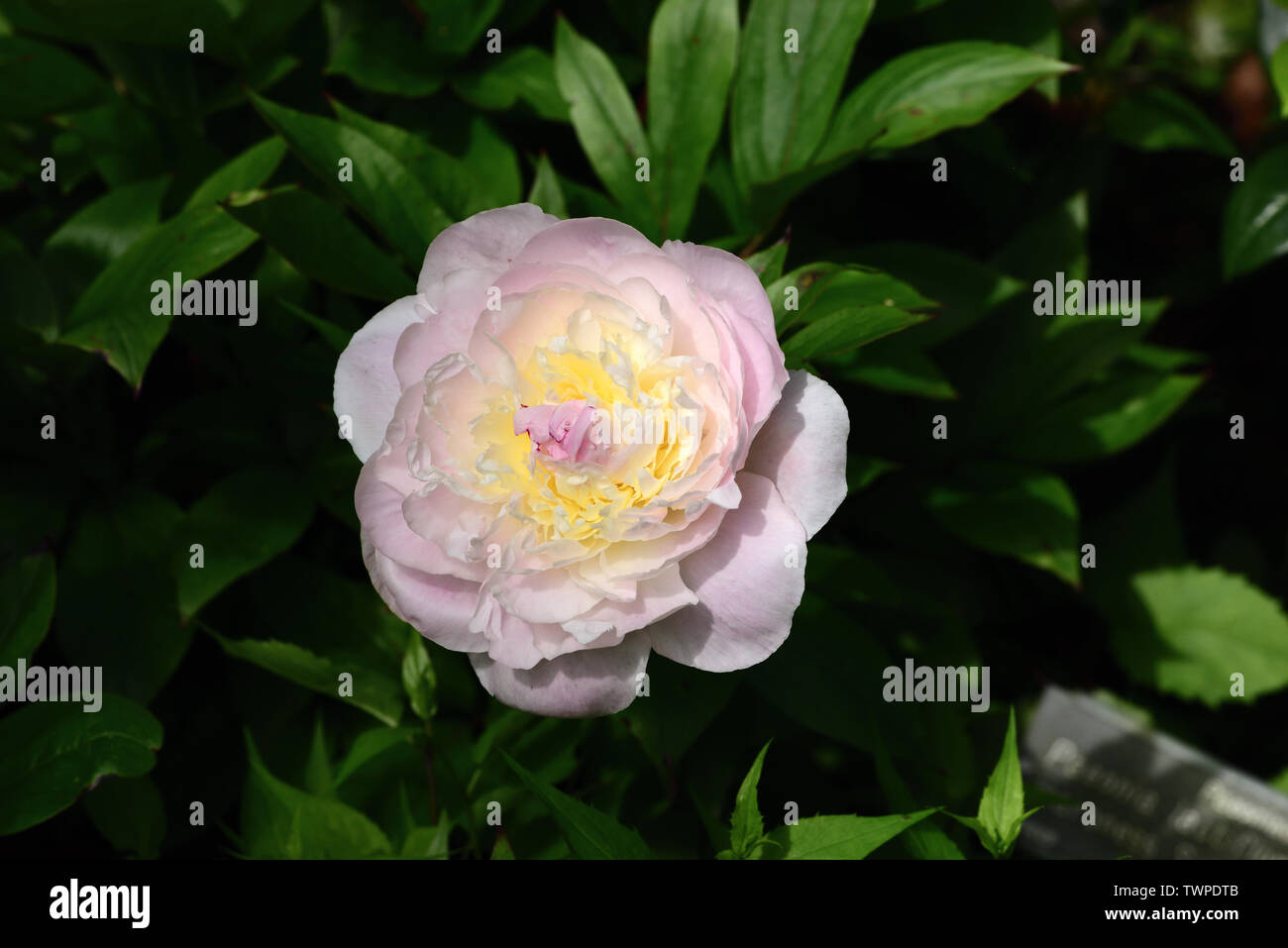 Primo piano di un unico fiore di peonia La Baronessa Schroder. Foto Stock