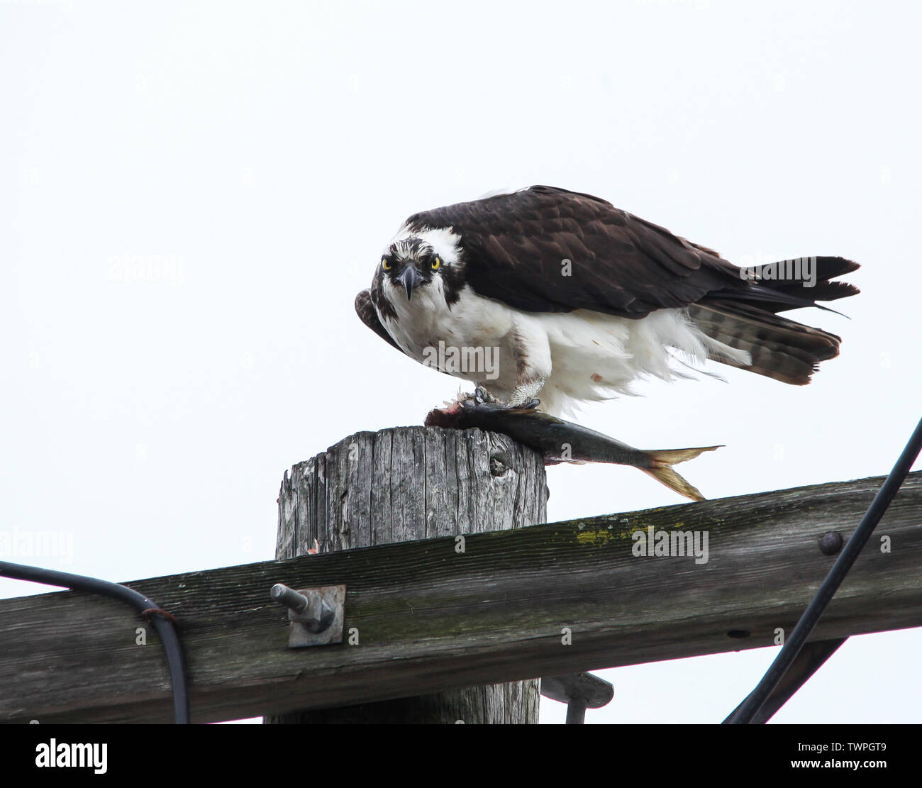 Osprey udienza con il pesce sulla piscina elettrici Foto Stock