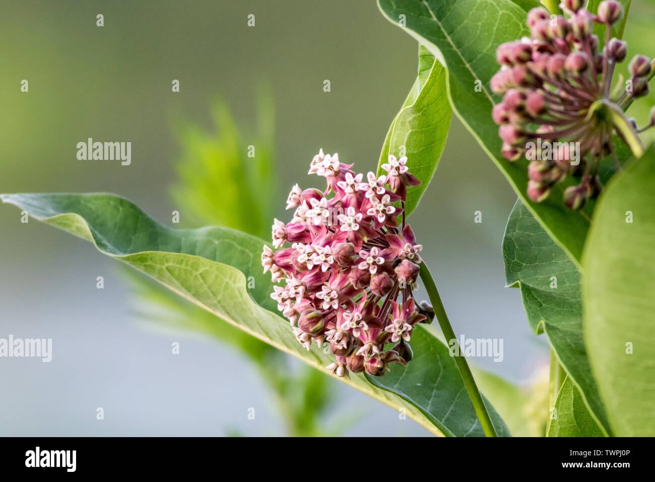Milkweed Fiore (Asclepias) ritratto appena iniziando a fiorire in tarda primavera, pronto per farfalle monarca Foto Stock