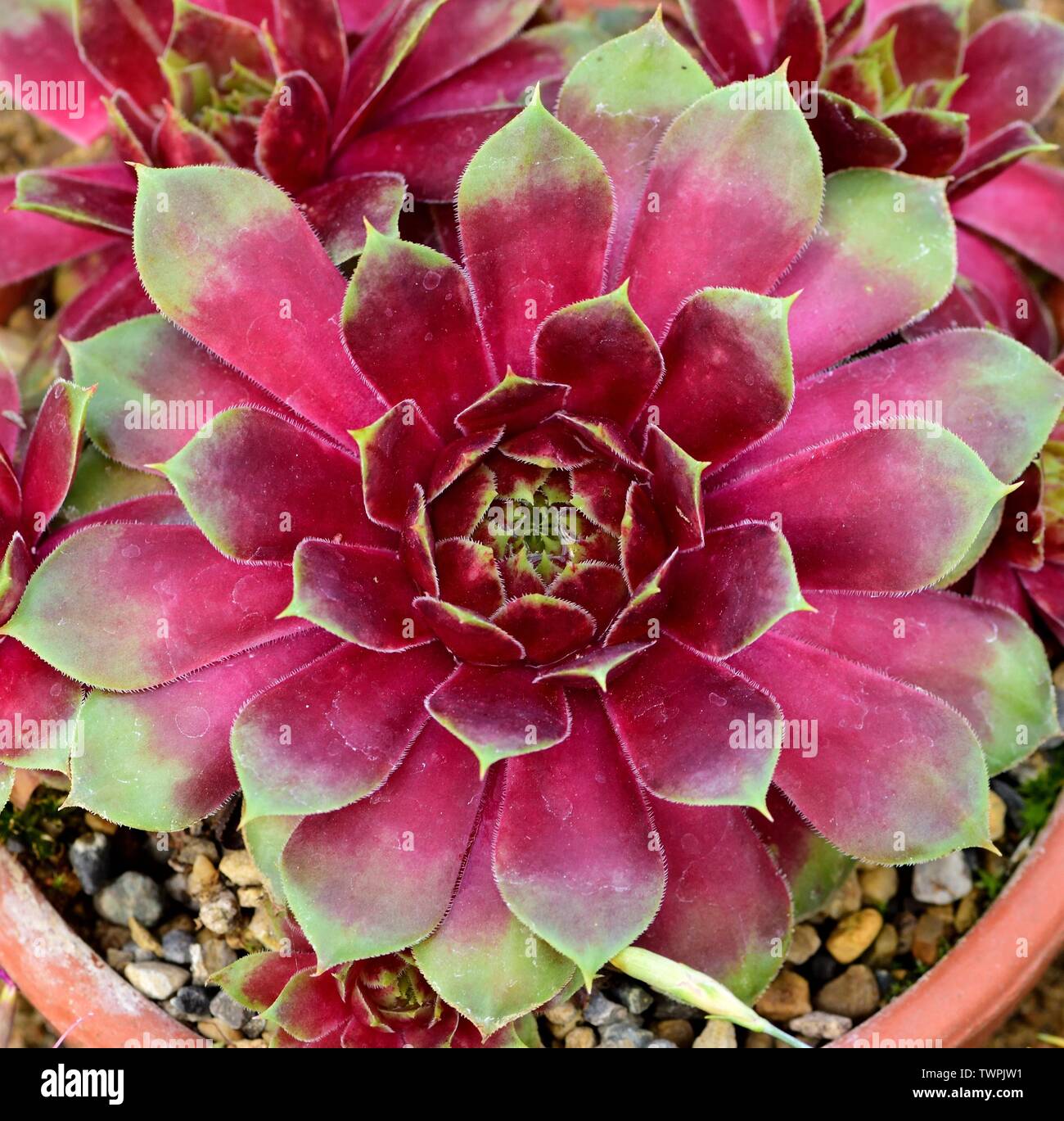 Primo piano di un rosone di Sempervivum Kramer Purpur. Foto Stock