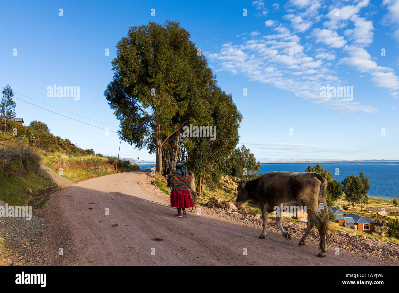 Vacche a piedi per un campo nelle prime ore del mattino in Luquina Chico, il lago Titicaca, Perù, Sud America Foto Stock