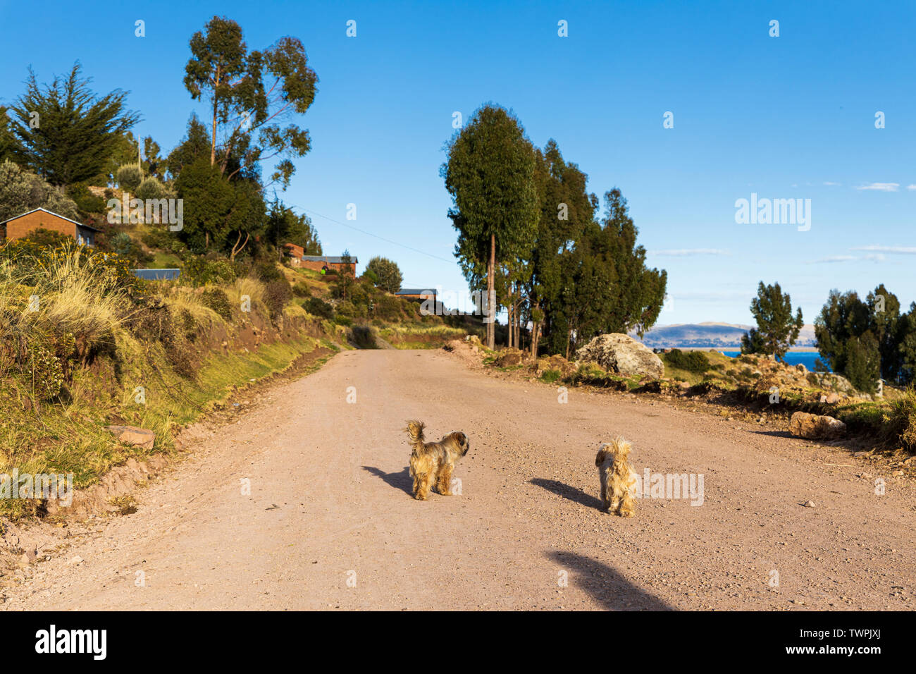 Due cani a piedi lungo una strada sterrata in Luquina Chico, il lago Titicaca, Perù, Sud America Foto Stock