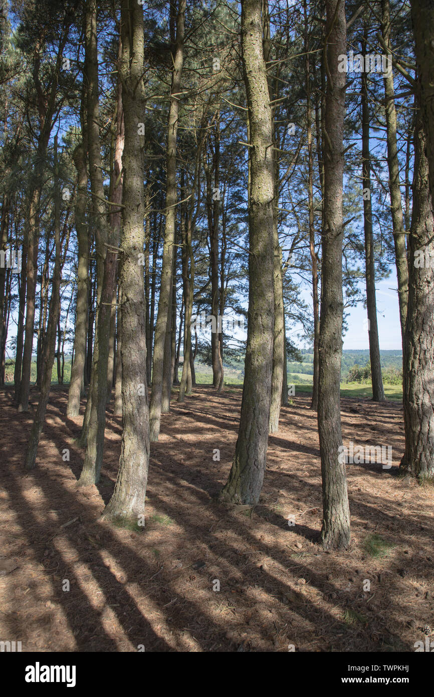 Il famoso amici intrico di alberi in Ashdown Forest east sussex Foto Stock