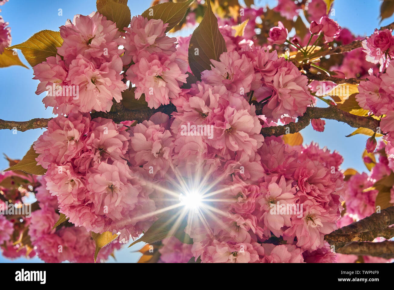 Fiore di ciliegio stella immagini e fotografie stock ad alta risoluzione -  Alamy