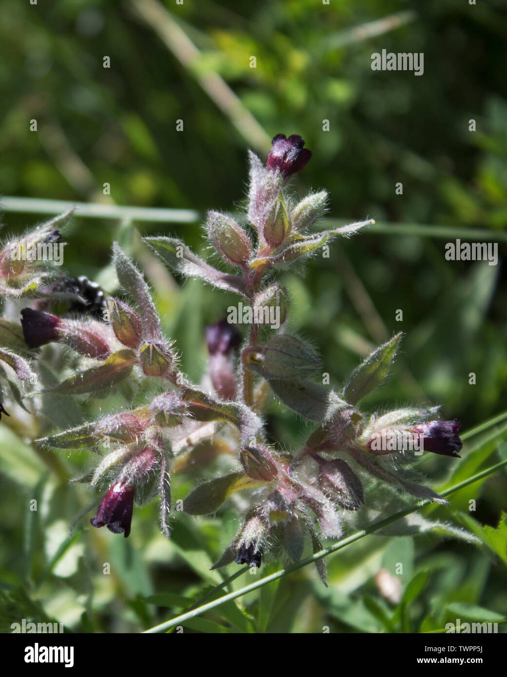 Nonea marrone. Nonea pulla. Fioritura delle piante. Impianto di miele. Il Kazakistan Foto Stock