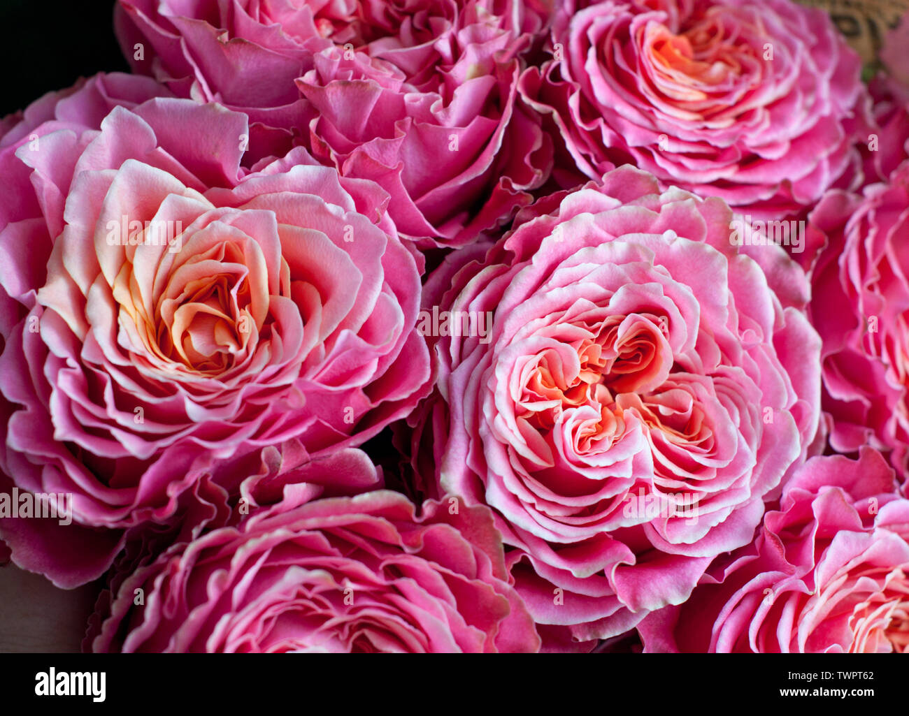 Bouquet di rose fresche, fiore sfondo luminoso. Primo piano. Le Rose in negozio di fiori. Foto Stock