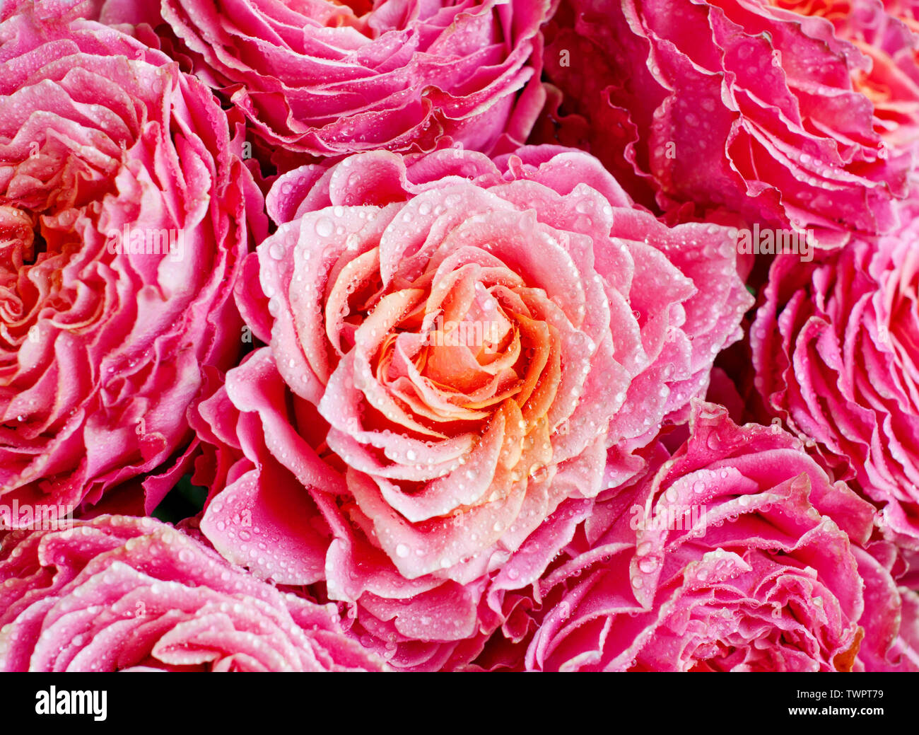 Bouquet di rose fresche, fiore sfondo luminoso. Primo piano. Rosa rosa con gocce d'acqua Foto Stock