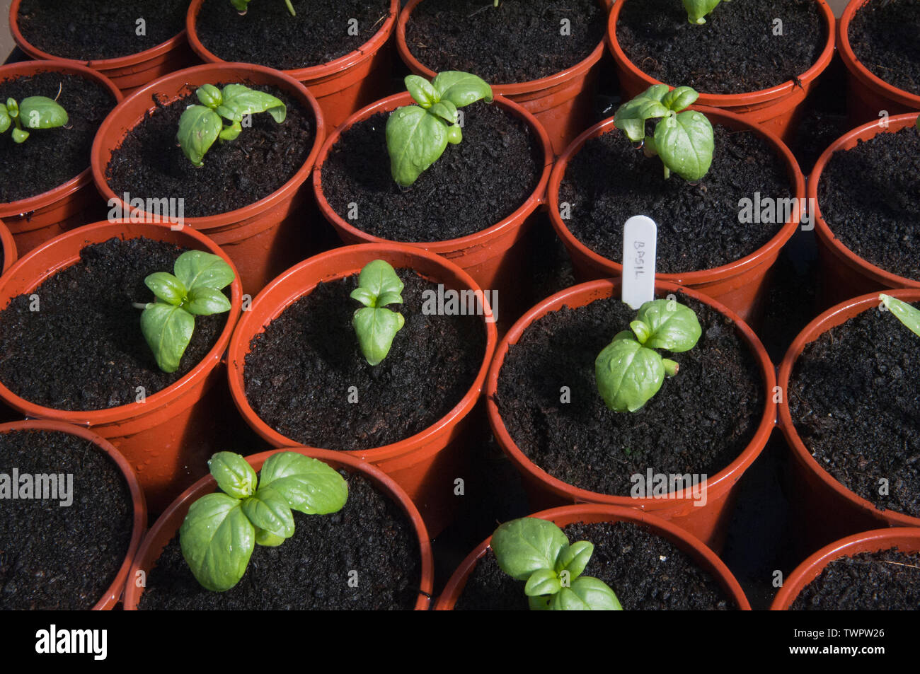 Piantine di basilico cresce in una polytunnel. Foto Stock
