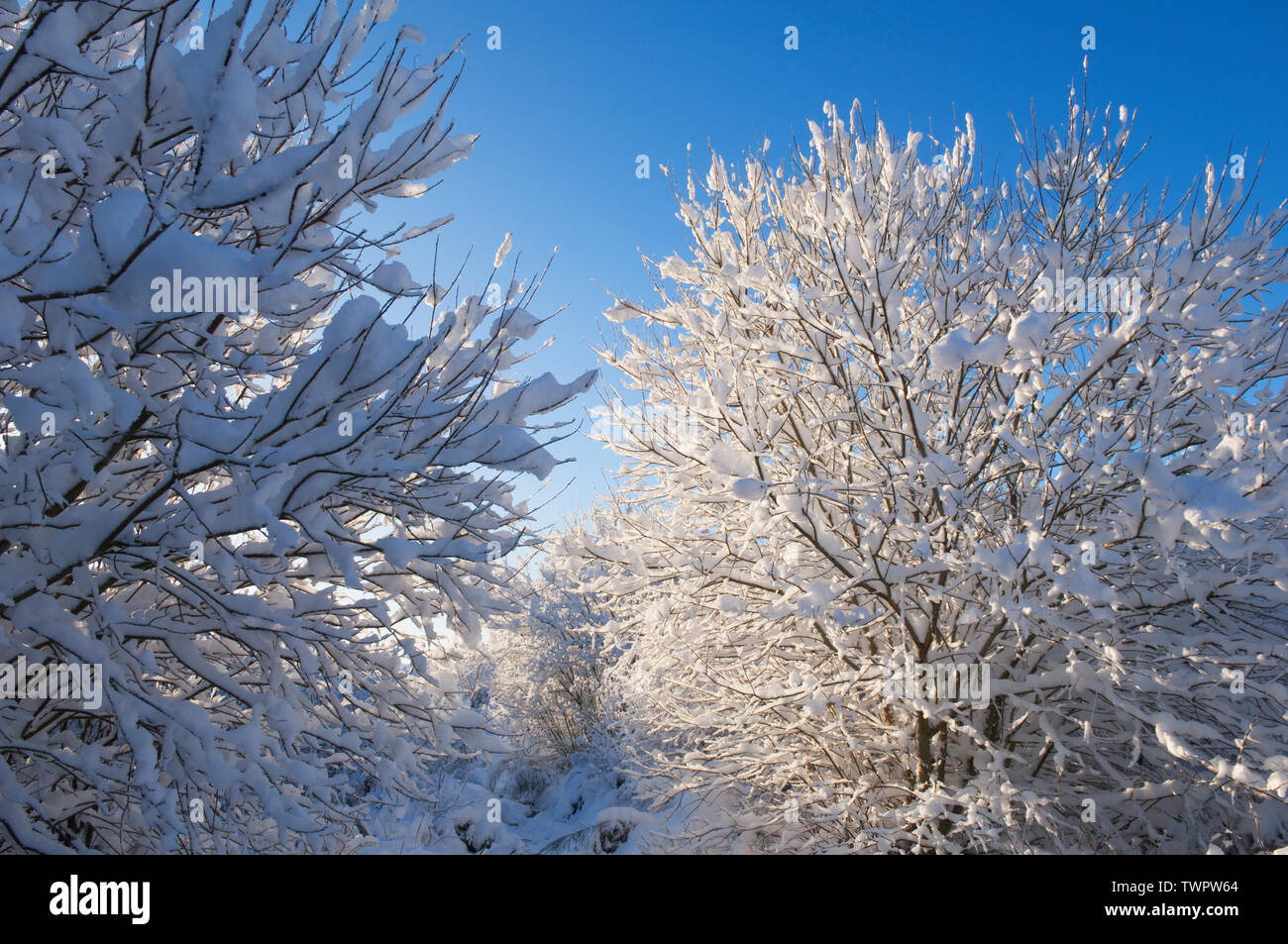 Coperte di neve rami in inverno - Scozia, Regno Unito Foto Stock