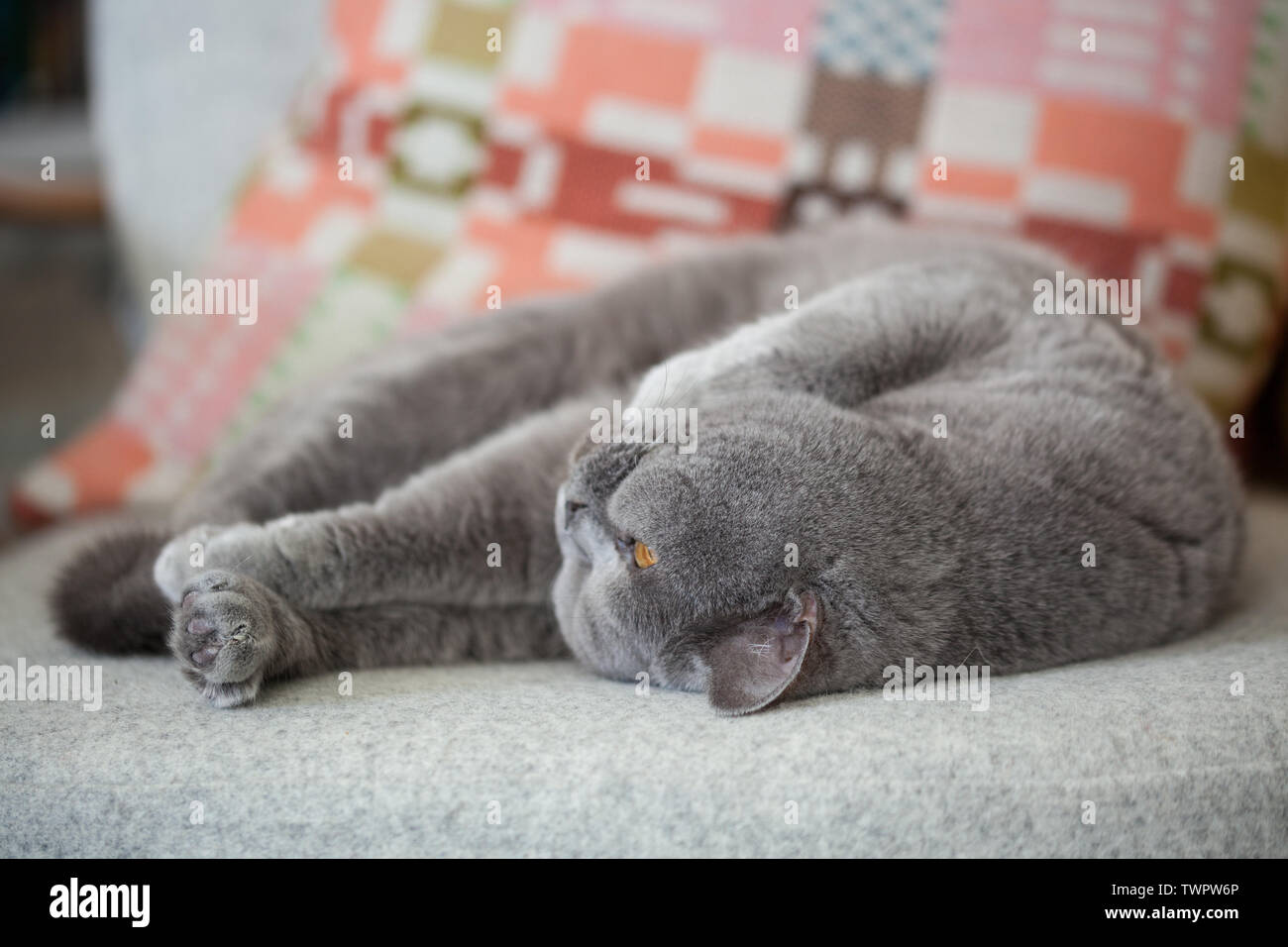 Gatto grigio relax su una sedia. Foto Stock