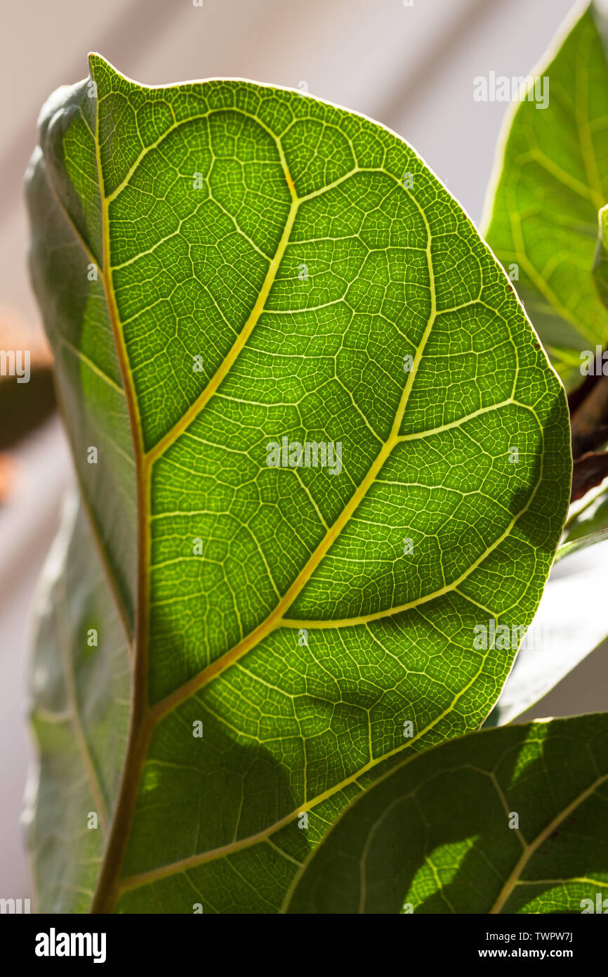 La luce del sole che splende attraverso un ficus lyrata foglia, mostrando la intricata rete delle vene. Foto Stock