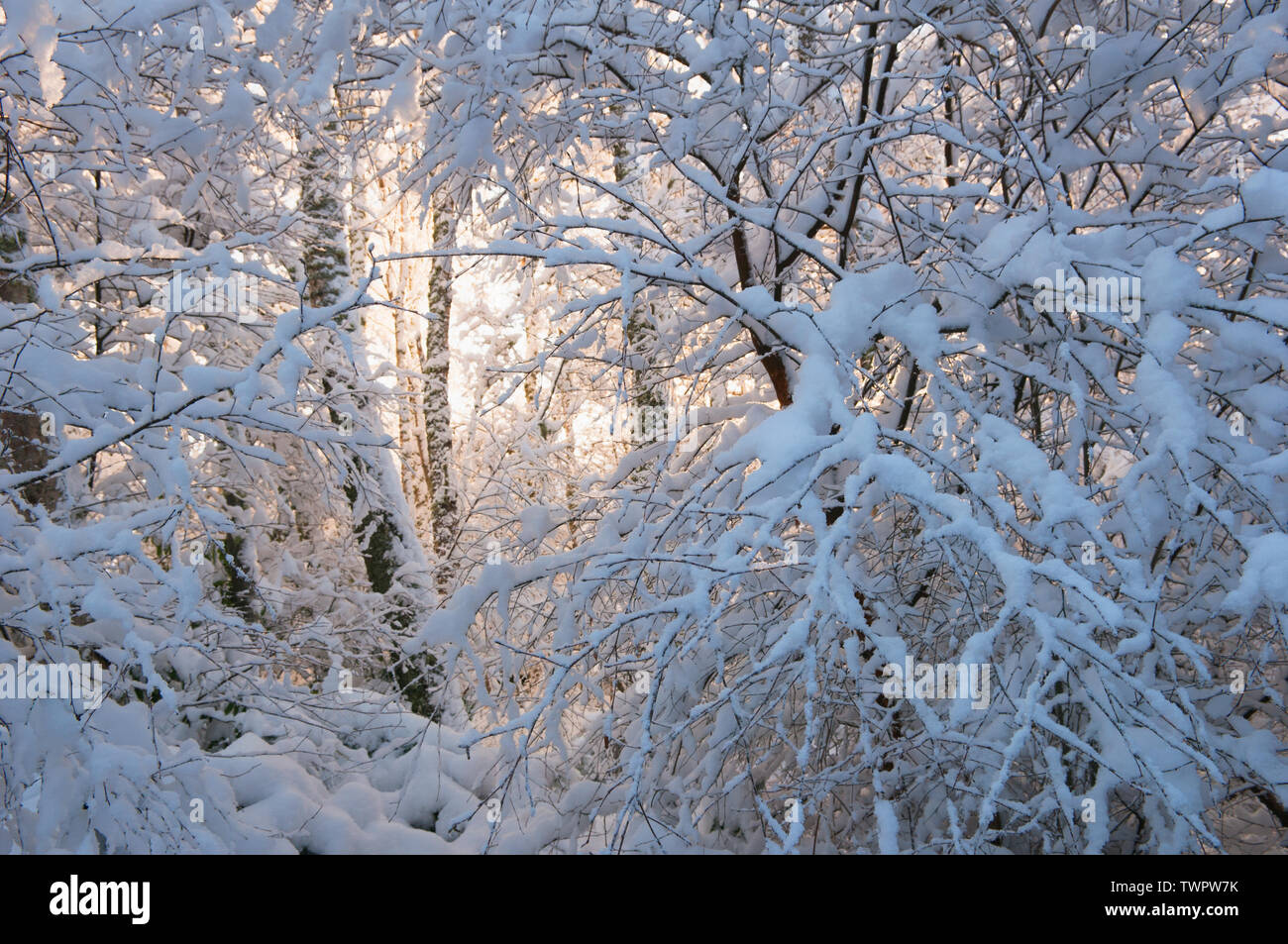 Coperte di neve rami in inverno - Scozia, Regno Unito Foto Stock