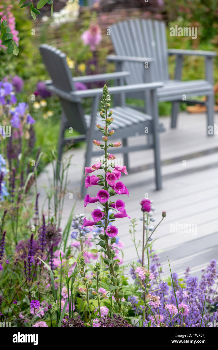 Digitalis purpurea. Foxglove su un giardino mostra a flower show. Regno Unito Foto Stock