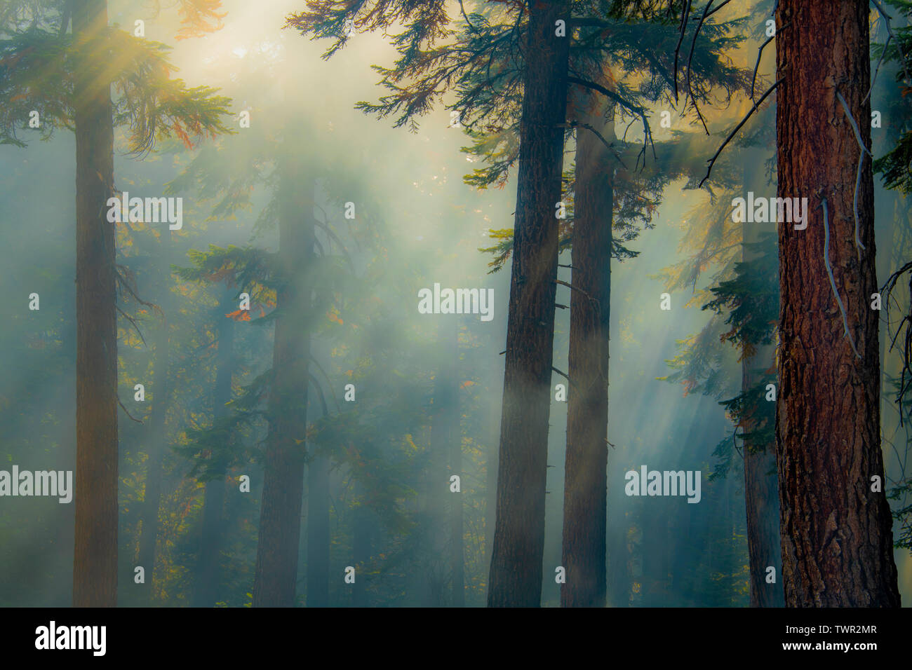 Fumoso, boschi di conifere, prescritte masterizzare, Yosemite National Park, California, USA, da Bill Lea/Dembinsky Foto Assoc Foto Stock