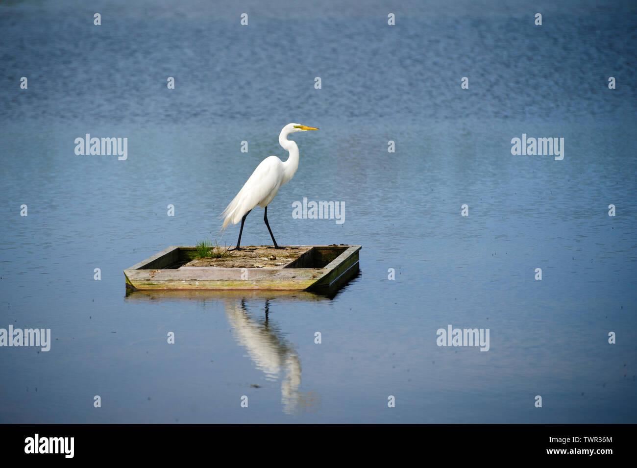 Grande airone bianco (Ardea alba) in piedi su un isolotto di legno circondato da acqua. Foto Stock