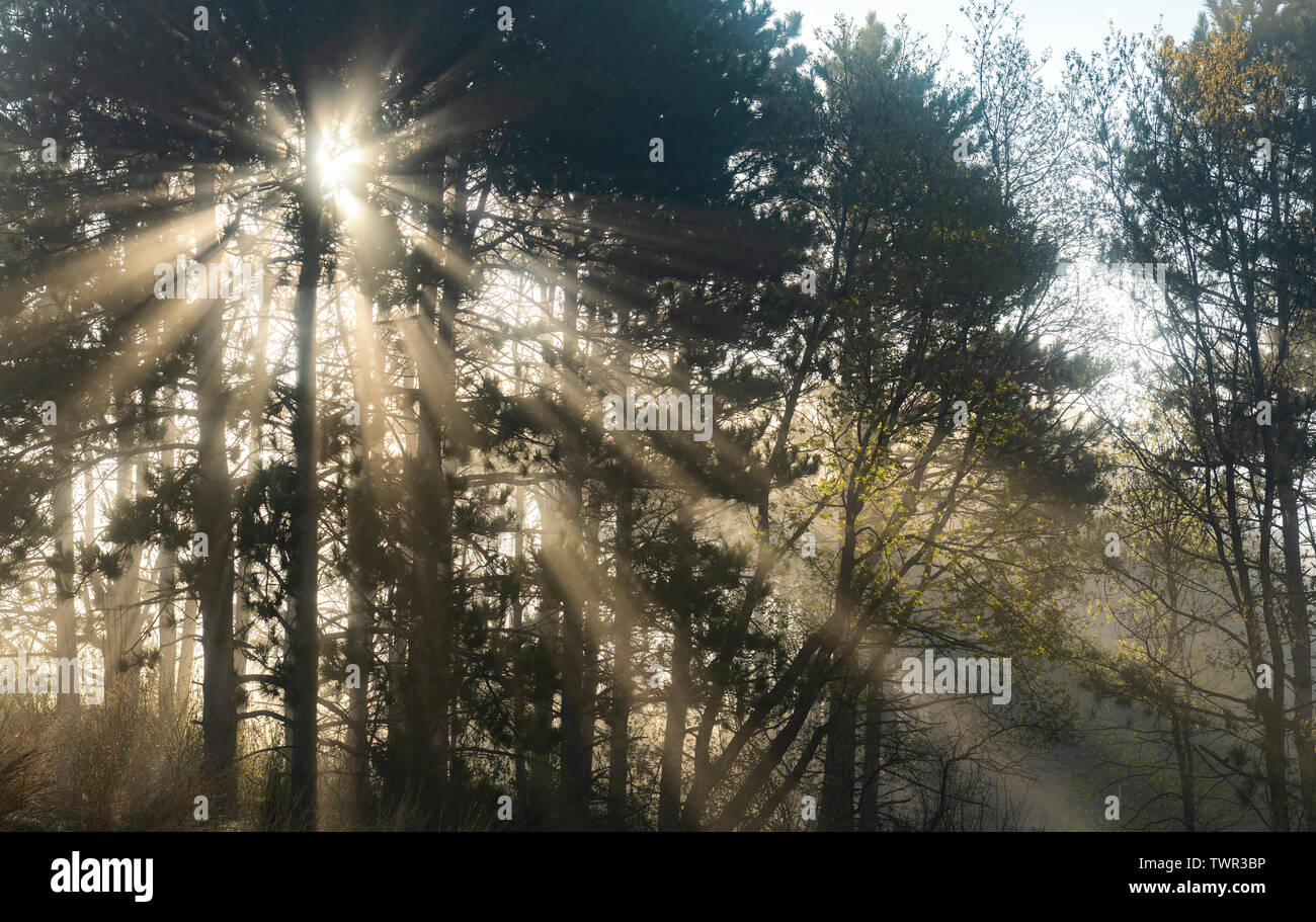 Foresta sempreverde con la nebbia possono, E STATI UNITI D'AMERICA, di Dominique Braud/Dembinsky Foto Assoc Foto Stock