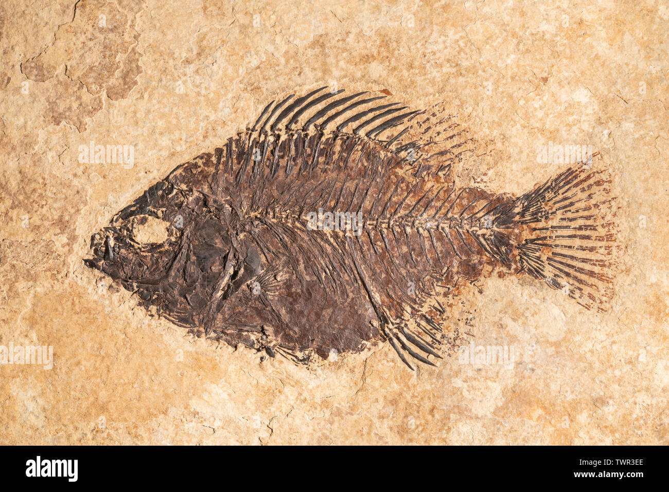 Piscacara (estinto pesce persico). Eocene Epoch, 50 milioni di anni. Green River formazione, Kemmerer, Wyoming negli Stati Uniti. La cortesia di ZRS fossili, di Dominique Br Foto Stock