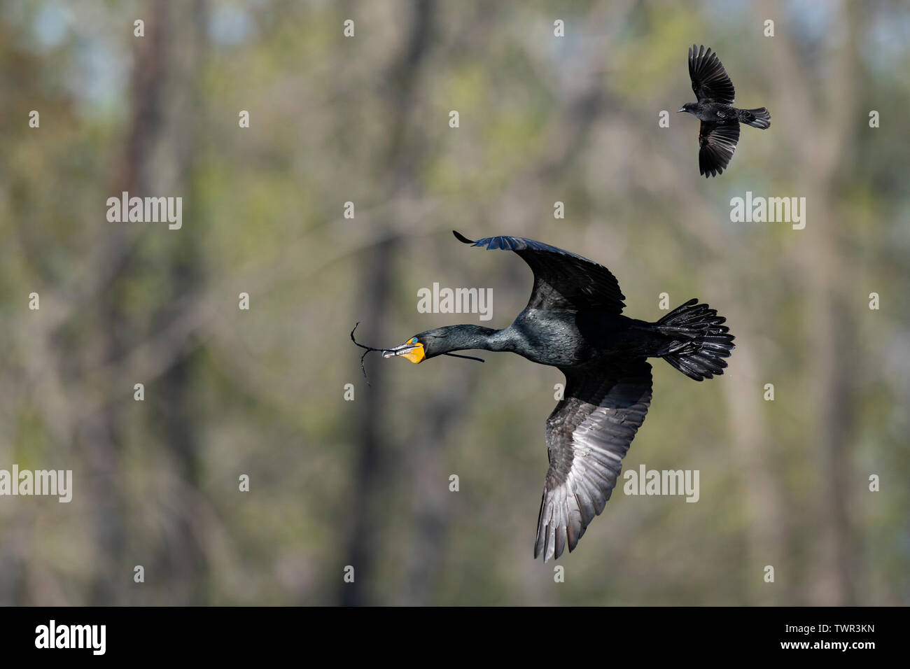 Doppio di cormorani crestato portando bastoni per nidificare (Phalacrocorax auritus), Black Bird battenti lungo il lato molla, superiore del midwest degli Stati Uniti e possono Foto Stock