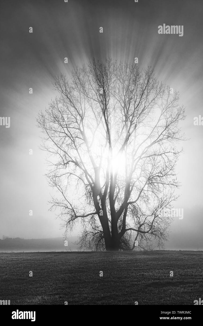 Sunrise e argento acero Acer saccharinum) avvolto nella nebbia, inizio maggio, E STATI UNITI D'AMERICA, di Dominique Braud/Dembinsky Foto Assoc Foto Stock