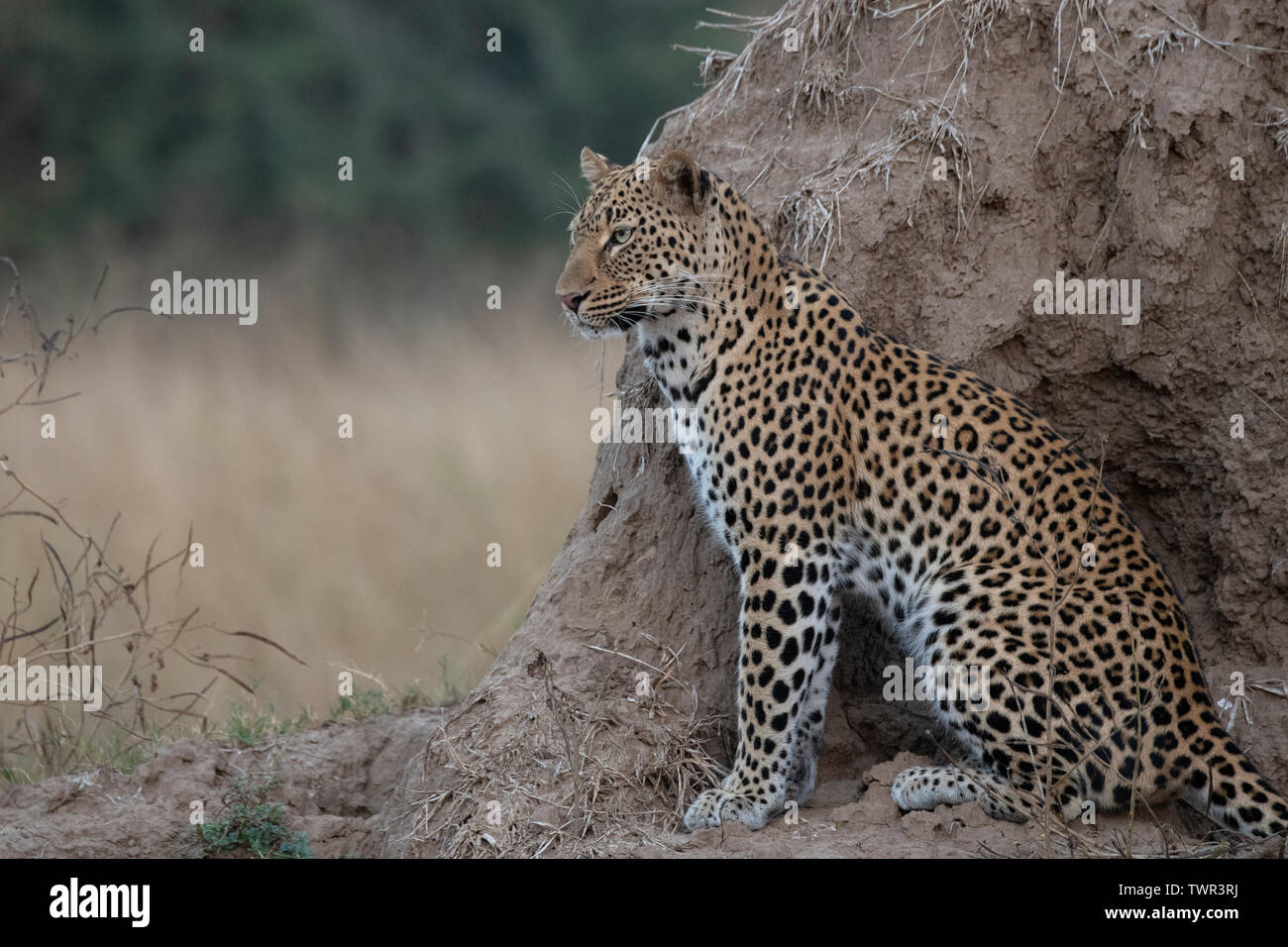 Africa, Zambia, Sud Luangwa National Park. African leopard (WILD: Panthera pardus) sul tumulo termite. Foto Stock