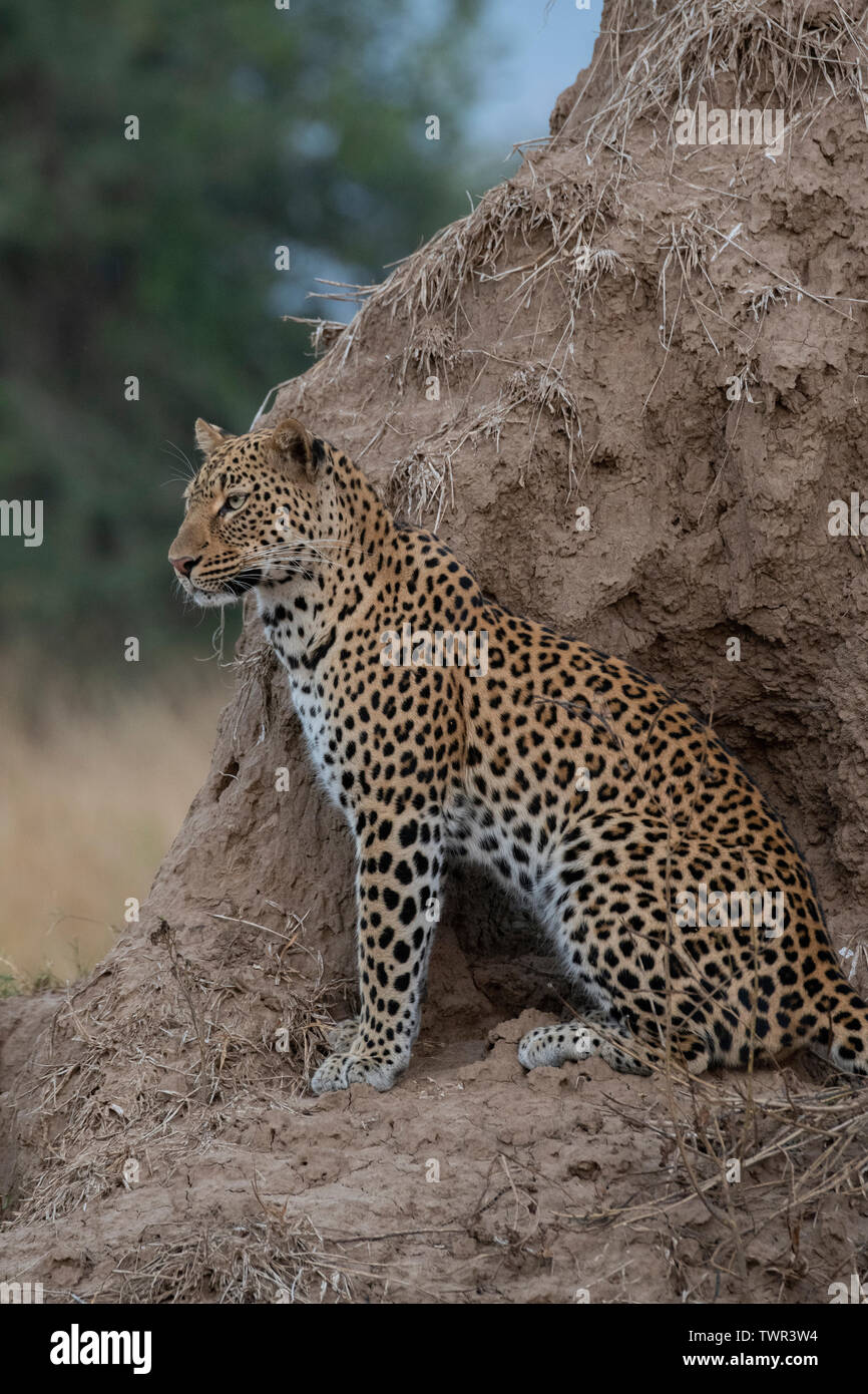 Africa, Zambia, Sud Luangwa National Park. African leopard (WILD: Panthera pardus) sul tumulo termite. Foto Stock