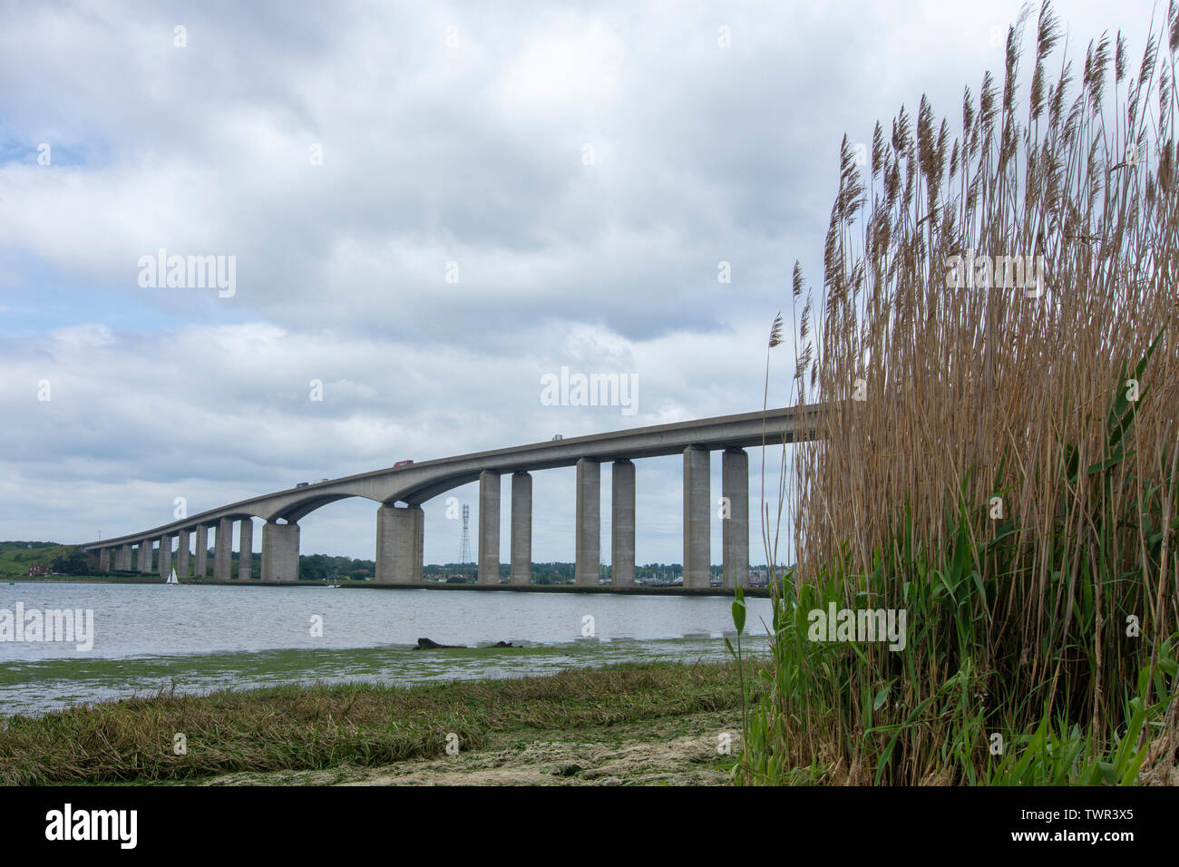 Letto Reed (Phragmites australis) con l'Orwell Bridge in background Foto Stock