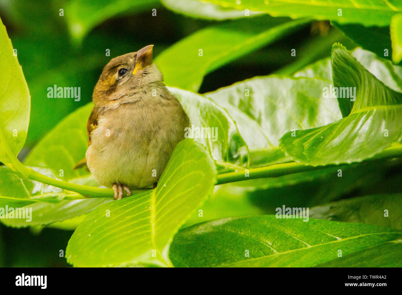 Casa passero, giovani, Baby, neonata, piccolo uccello, British Bird, giardino, Giardino Bird, molla Foto Stock