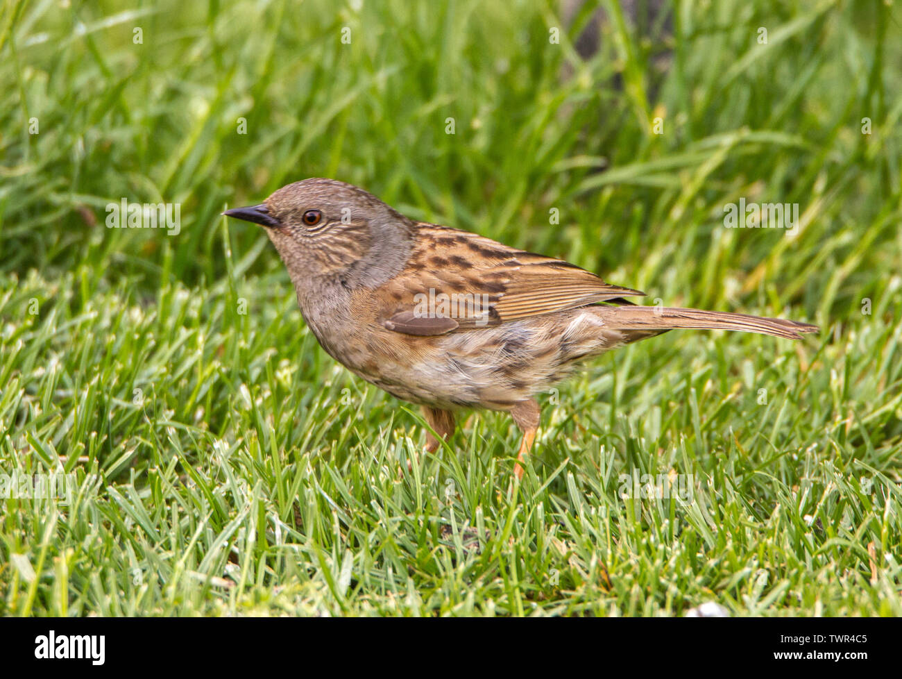 Dunnock, fauna selvatica, uccello selvatico in un giardino inglese in primavera, Foto Stock