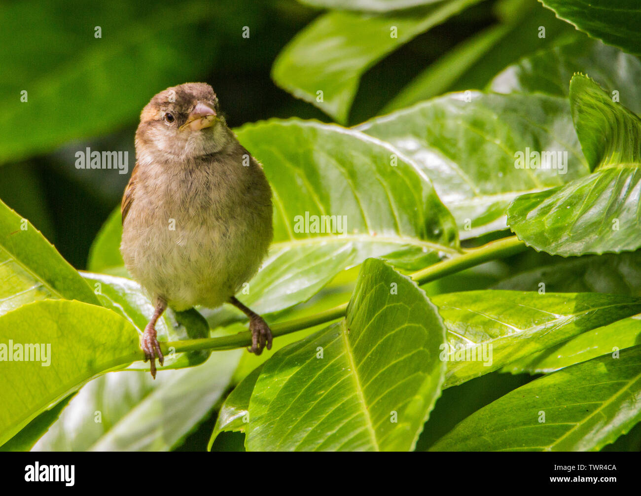 Casa passero, giovani, Baby, neonata, piccolo uccello, British Bird, giardino, Giardino Bird, molla Foto Stock