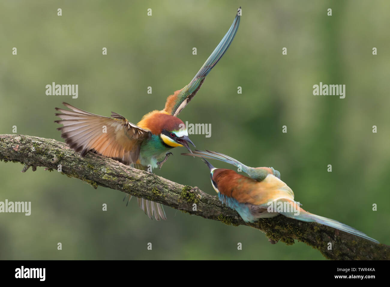 Combattere tra Unione gruccioni (Merops apiaster) Foto Stock