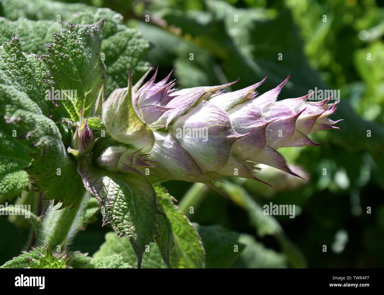 Il fiore della salvia sclarea impianto. Foto Stock