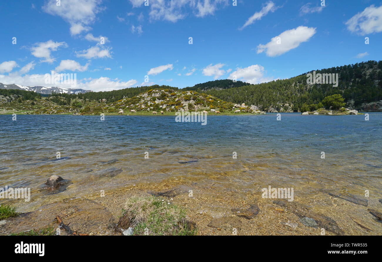 Francia mountain lake shore con isolotto di bovini e di vacche, Pyrenees-Orientales, Estany de la Pradella, parco naturale dei Pirenei catalani Foto Stock