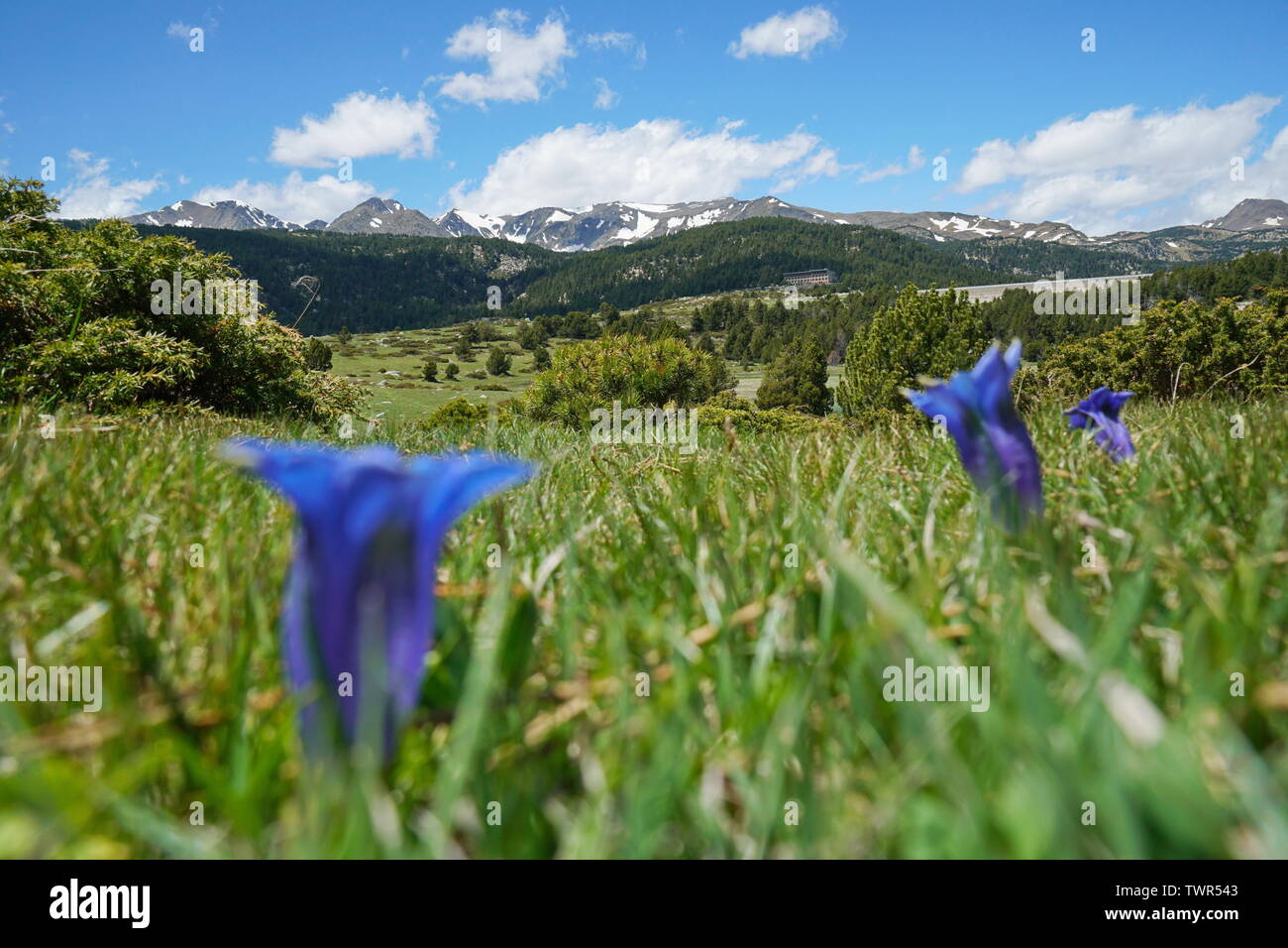 Paesaggio di montagna prato con fiori blu in primo piano, Francia, Pyrenees-Orientales, parco naturale dei Pirenei catalani Foto Stock