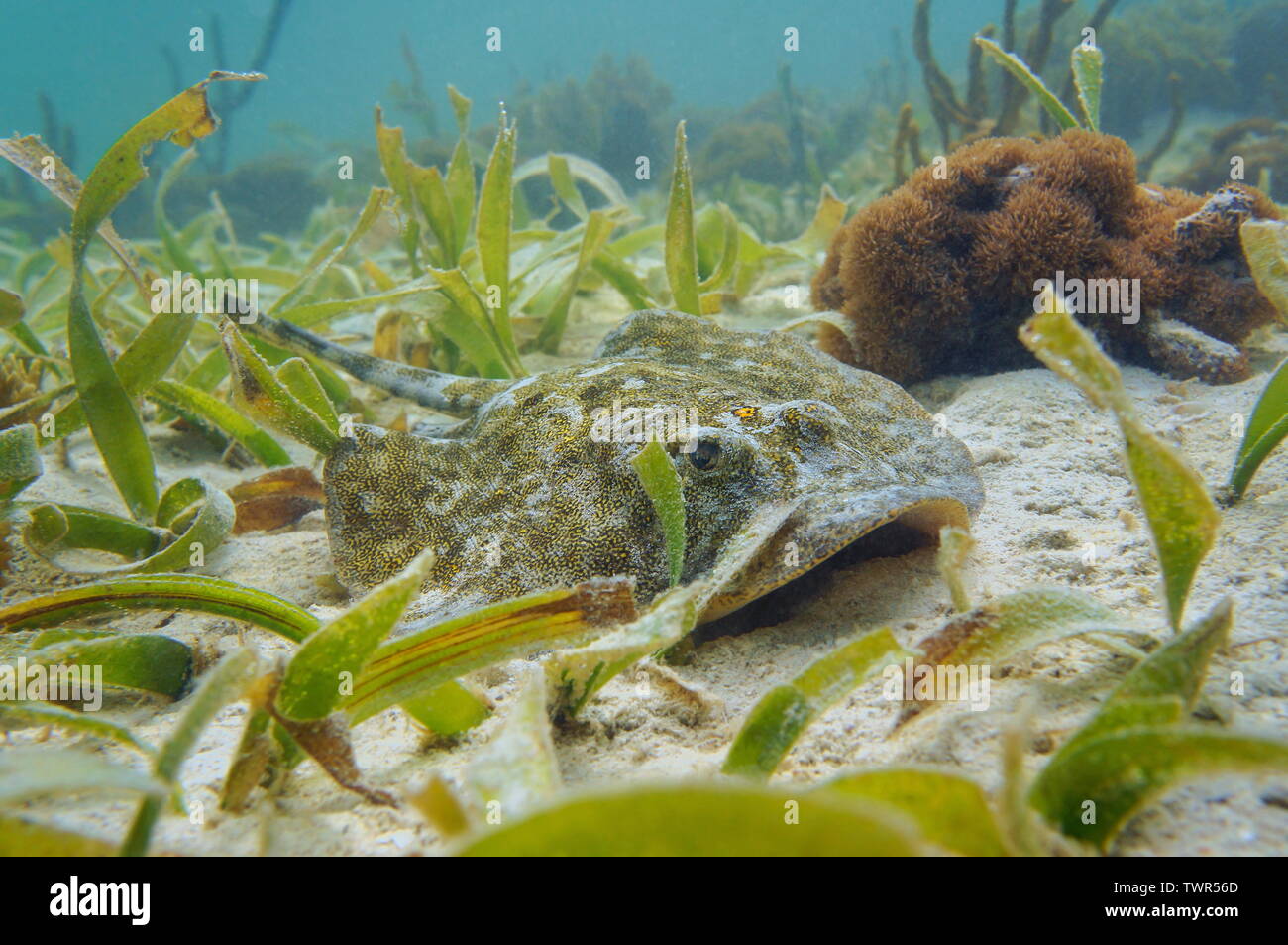 Un giallo stingray Urobatis jamaicensis, subacquea sul fondale, Florida Keys, STATI UNITI D'AMERICA Foto Stock