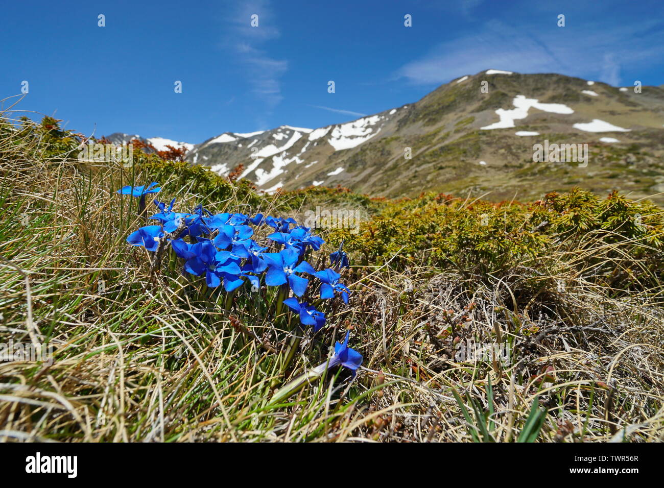 La molla genziane fiori blu (Gentiana verna) in montagna, Francia, parco naturale dei Pirenei catalani Foto Stock