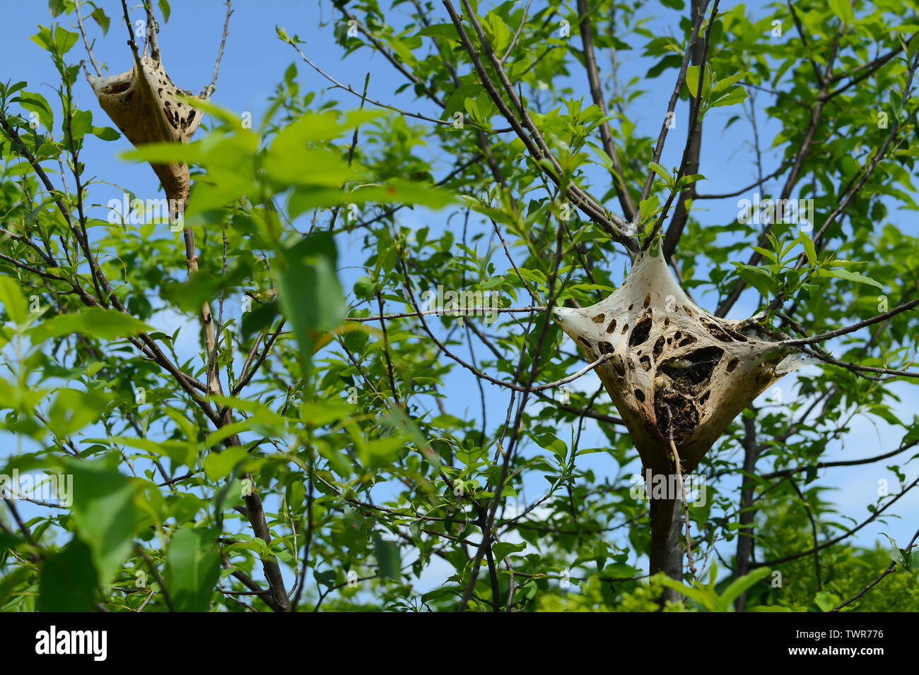 Tenda orientale nidi di Caterpillar in Midewin National Tallgrass Prairie. Foto Stock
