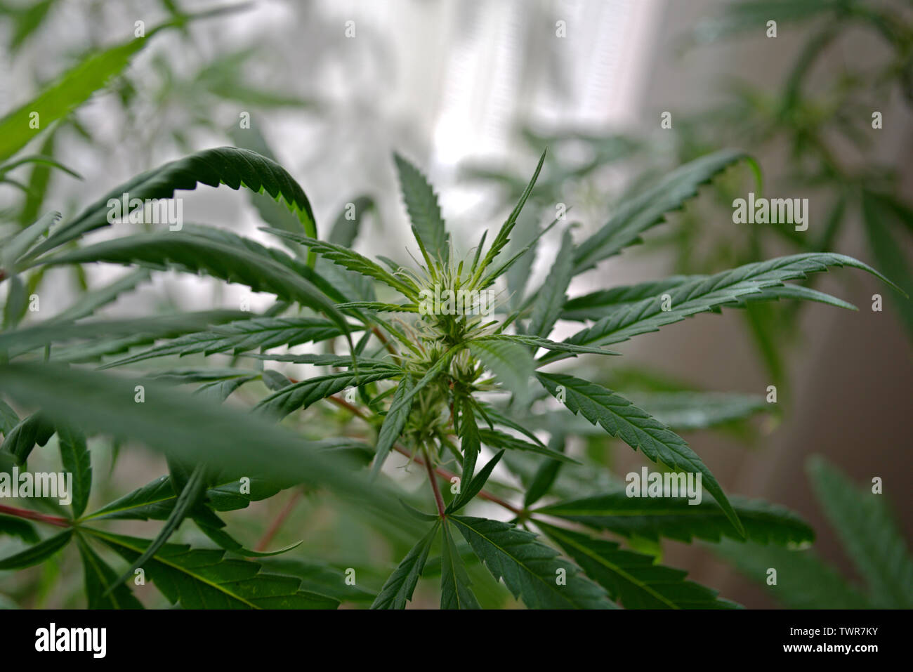 Cannabis Sativa pianta in una fase iniziale di fioritura Foto Stock