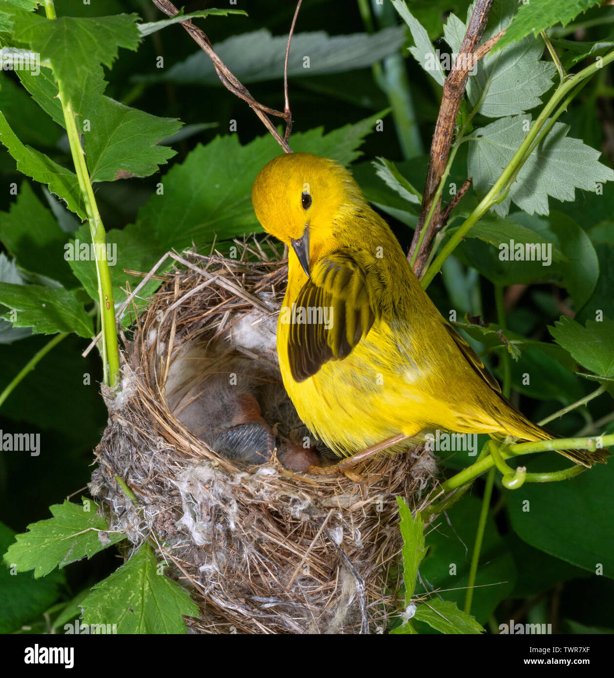 Parula giallo-settentrionale (Setophaga; aestiva [petechia]) donna che fa la preening al nido, Iowa, USA Foto Stock