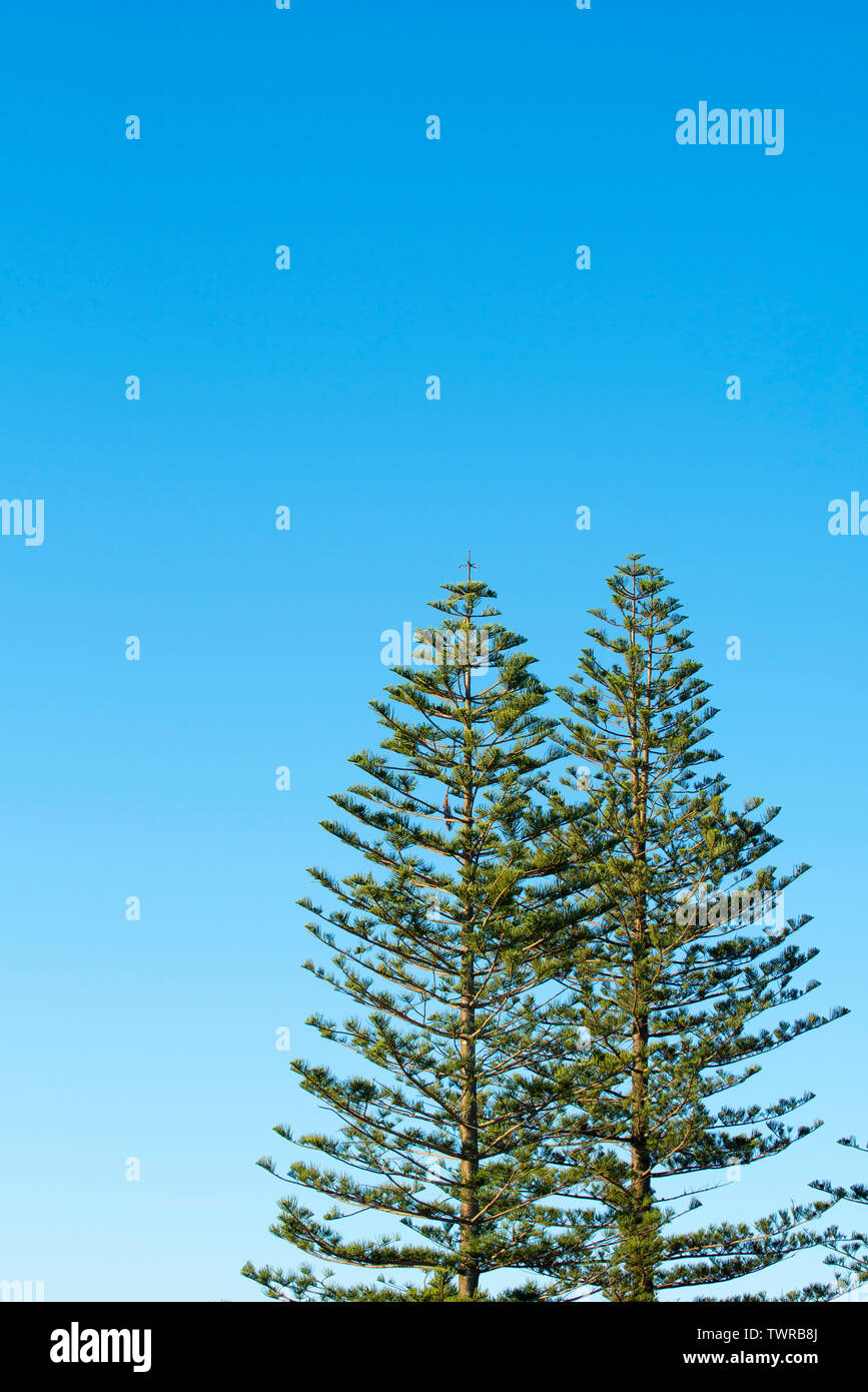 I rami superiori di un isola Norfolk Pine (Araucaria heterophylla) nel pomeriggio di sole sulla metà costa nord del New South Wales, Australia Foto Stock