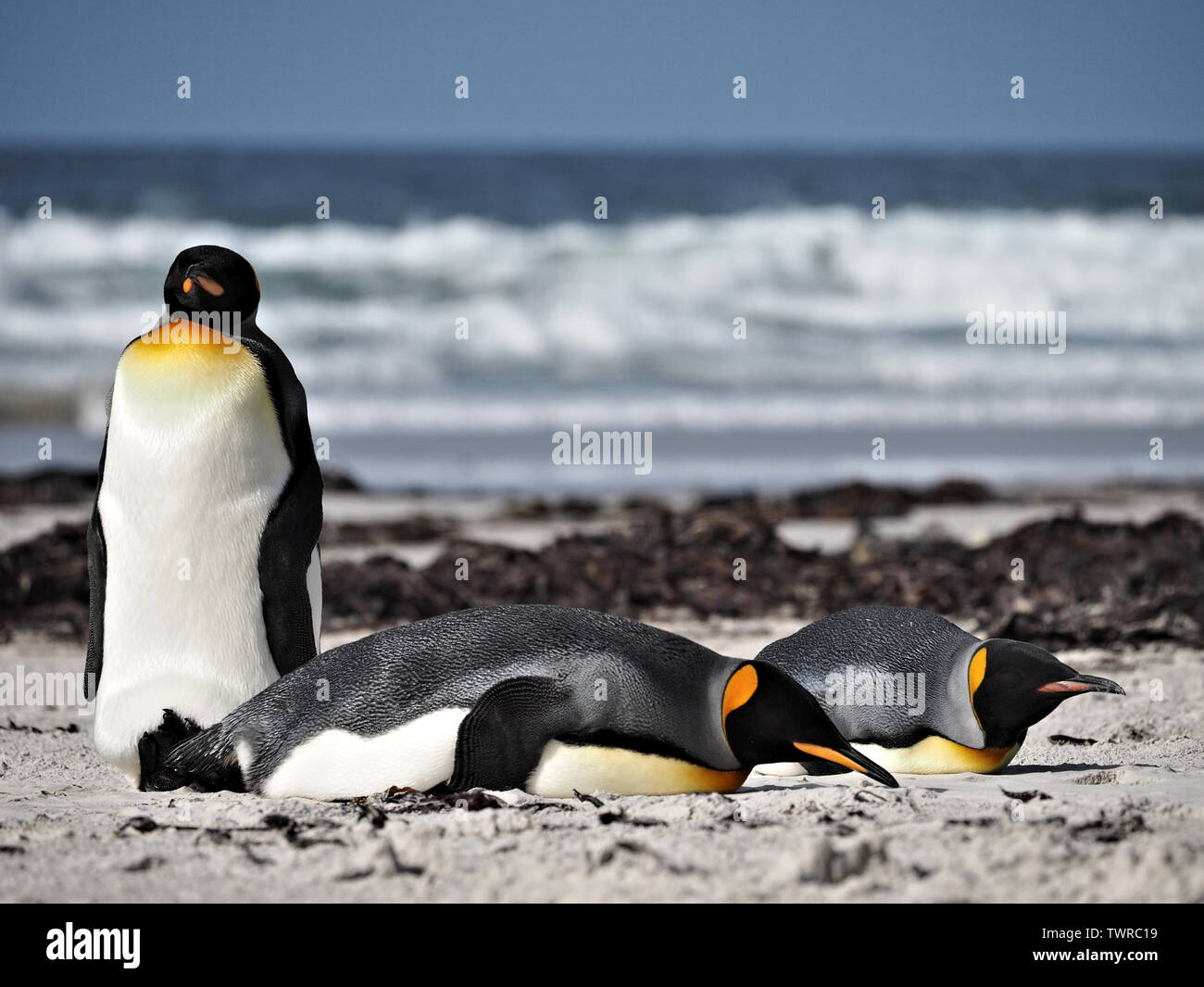 Tre Re pinguini sulla spiaggia nelle Isole Falkland Foto Stock